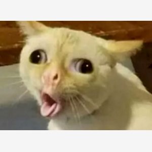 Coughing Cat Template   Stairs, Tongue Sticking Out, Wall Eyed   Chat Langue